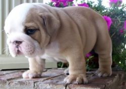 Reie english bulldog puppies for sale