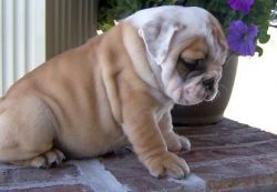 Teue english bulldog puppies for sale