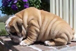 Weie english bulldog puppies for sale