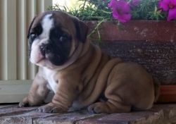 LOIE english bulldog puppies for sale
