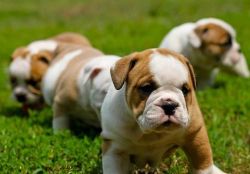 Healthy English Bulldog Pups,