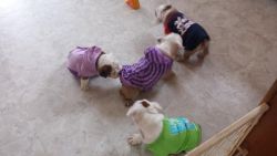 AKC Registered Home Raised Bulldog puppies