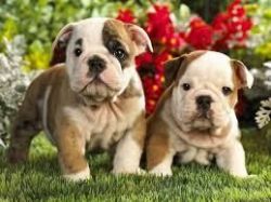 good looking englinsh bulldogs for adoption