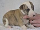 english bulldog for adoption