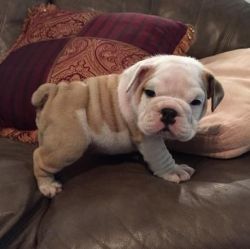 free male and female English bull puppies