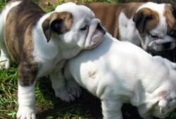 male and female english bulldog puppies for sale