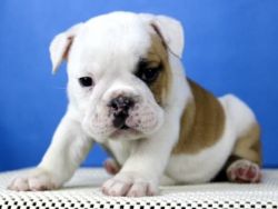 Male and Female english bulldog puppies available