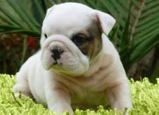 Male and Female english bulldog puppies available