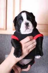 English bulldog Puppies Available For Lovely Homes