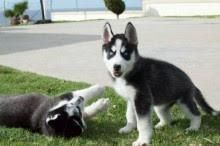 Lovely huskies available in Los Angeles