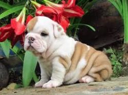 Male and female English Bulldogs for Adoption