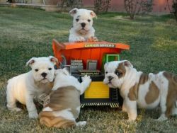 Adorable AKC English Bulldog puppies