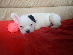 English and French Bulldog Puppies Available