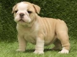 Males and Females,Bulldogs