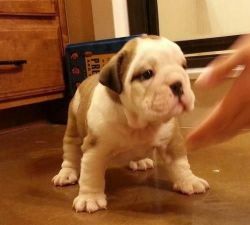 english bull dog puppy for free