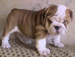 lovely bulldog popies available