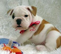so cute and nice bulldogpopies for homes