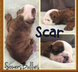 Akc Registered English Bulldog Puppies For Sale