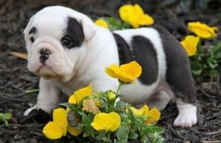 Akc English Bulldog Puppies Ready For Adoption.