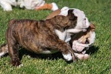 Friendly & Lovable Bulldog Puppies For Re Homing