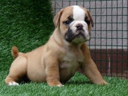 Charming English bulldog puppies Available