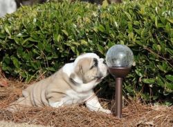Cute & Healthy Bulldog Puppies For Lovely Homes