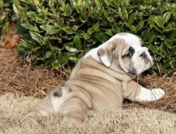 Cute and Lovely English Bulldog Puppies