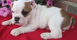 Home Raise English Bulldog Puppies