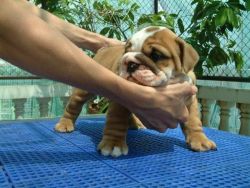 lovely English bulldog puppies for adoption