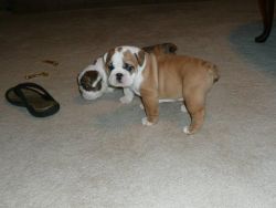 English Bulldog puppies for you all