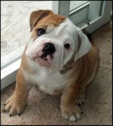 extremely cute English Bulldog puppies available