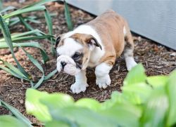 Awesome English bulldog Puppies available