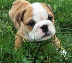 English puppies available for a new home