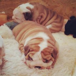 English Bulldog Puppies For Adoption xxxxxxxxxx