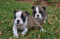 English Bulldogs Puppies For Sale