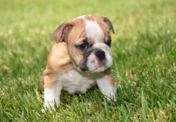 Get your sweet and English bulldog puppies