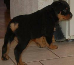 Top Quality Registered Rottweiler Puppies