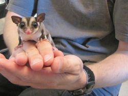 Adorable Sugar Gliders Ready For Any Good Home,
