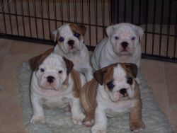 British Bull Puppies Available Sired