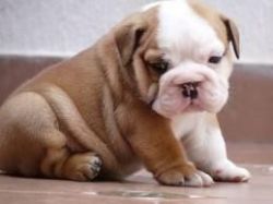 Home Raised English Bulldog Puppies For Adoption