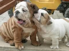 14 weeks English bulldog puppies for adoption