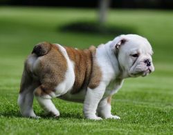 Amazing English Bulldog Pups