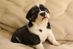 cute male and female english bulldog for re-homing
