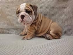 AKC Registered english bulldog puppies for new