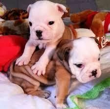 adorable english bulldog puppies