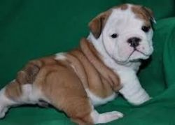 English Bulldog puppies now available