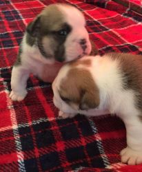 2 cute English Bulldog puppies for adoption