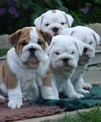 AKC English Bulldog puppies for rehoming