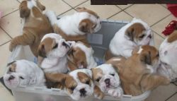 Bulldog Puppies For Free Adoption