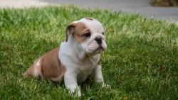 tsgfhf English Bulldog Puppies For Sale